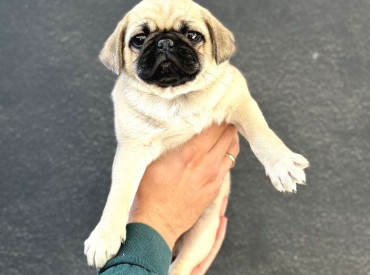 Üst Kali̇te Oyun Deli̇si̇ Pug Mops görsel