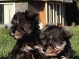 Almanlarin Gözbebeği̇ Schnauzer Yavrulari