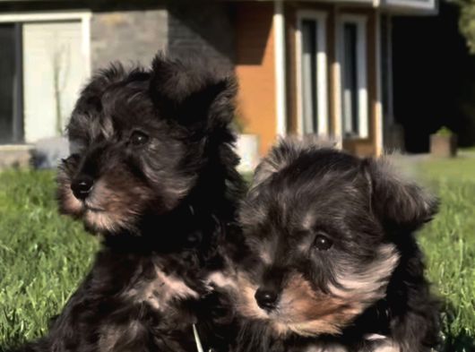 Almanlarin Gözbebeği̇ Schnauzer Yavrulari görsel