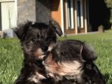 Almanlarin Gözbebeği̇ Schnauzer Yavrulari