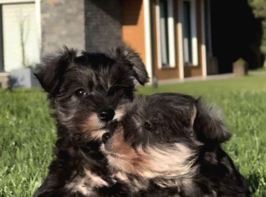 Almanlarin Gözbebeği̇ Schnauzer Yavrulari görsel