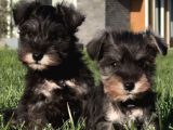 Almanlarin Gözbebeği̇ Schnauzer Yavrulari