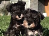 Almanlarin Gözbebeği̇ Schnauzer Yavrulari