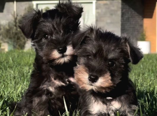Almanlarin Gözbebeği̇ Schnauzer Yavrulari görsel