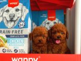 Red Kore Poodle Yavrularımız