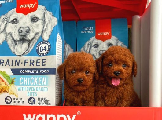 Red Kore Poodle Yavrularımız görsel