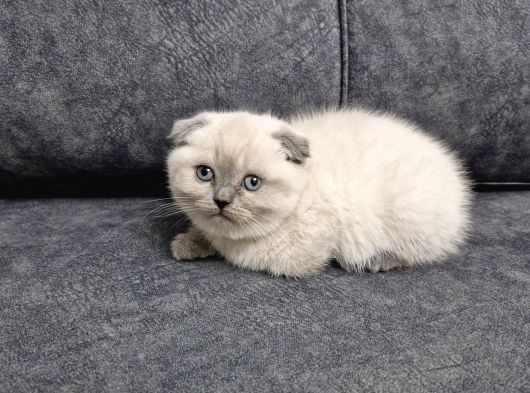 Yuvarlak Suratlı Minik görsel