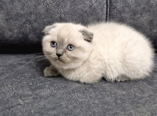 Yuvarlak Suratlı Minik
