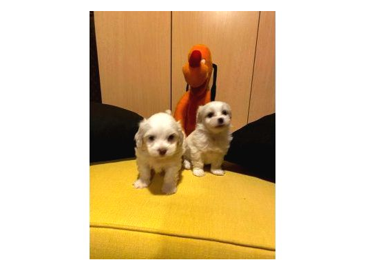 Mini Boy Maltese Bebeklerimiz