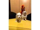 Mini Boy Maltese Bebeklerimiz