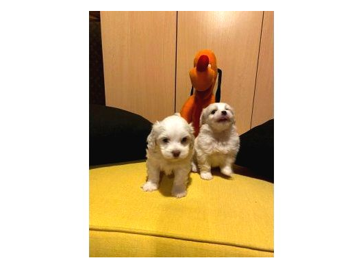 Mini Boy Maltese Bebeklerimiz görsel