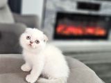 Show Kalitede Safkan Uygun Yavrular