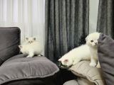 Show Kalitede Safkan Uygun Yavrular