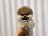 SAFKAN POMERANİAN BOO