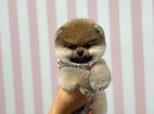 Safkan Pomerani̇an Boo