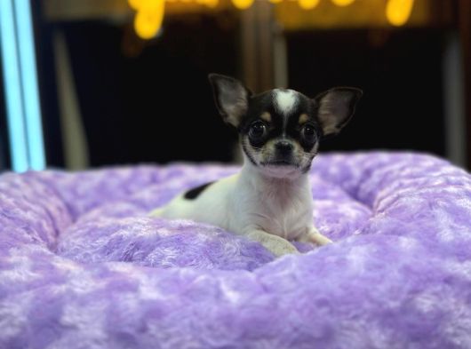 Orj Tcup Elma Kafalı Şivava