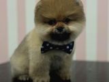Safkan Pomerani̇an Boo