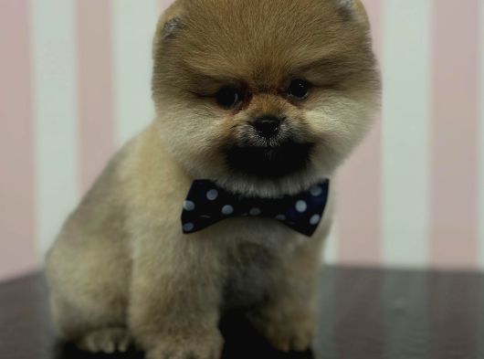 Safkan Pomerani̇an Boo görsel