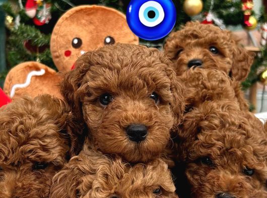 Tarçının Çocukları Karma Aşıları Yapılı