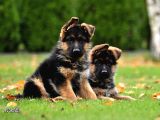 Almanların Efsaneleşen Köpeği Alman Kurdu Yavruları