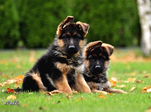 Almanların Efsaneleşen Köpeği Alman Kurdu Yavruları