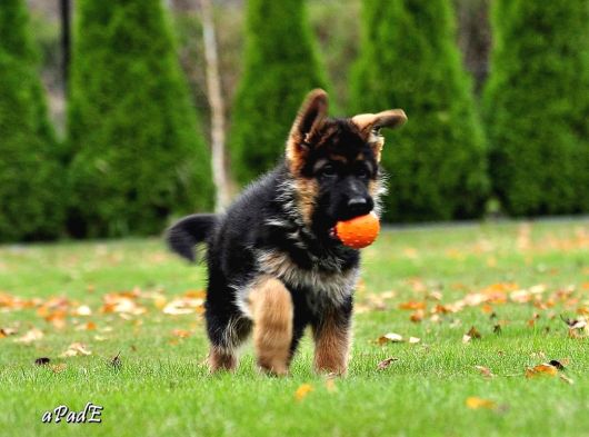 Almanların Efsaneleşen Köpeği Alman Kurdu Yavruları görsel