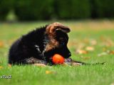 Almanların Efsaneleşen Köpeği Alman Kurdu Yavruları