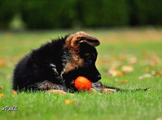 Almanların Efsaneleşen Köpeği Alman Kurdu Yavruları görsel