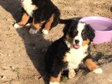 Fcı Secereli Bernese Montain Dog Yavruları