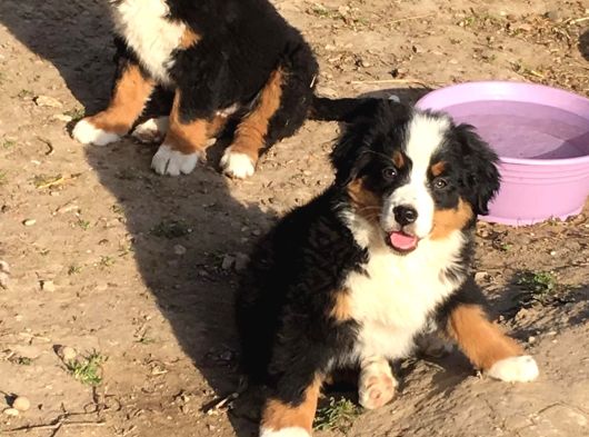 Fcı Secereli Bernese Montain Dog Yavruları görsel