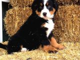 Fcı Secereli Bernese Montain Dog Yavruları