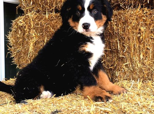 Fcı Secereli Bernese Montain Dog Yavruları görsel