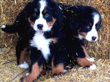 Fcı Secereli Bernese Montain Dog Yavruları