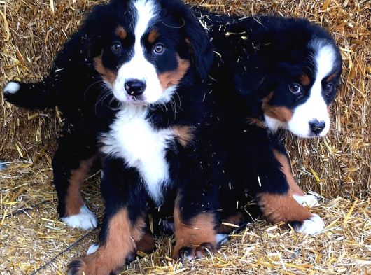 Fcı Secereli Bernese Montain Dog Yavruları görsel