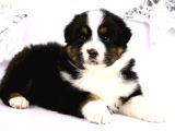 Fcı Secereli Bernese Montain Dog Yavruları