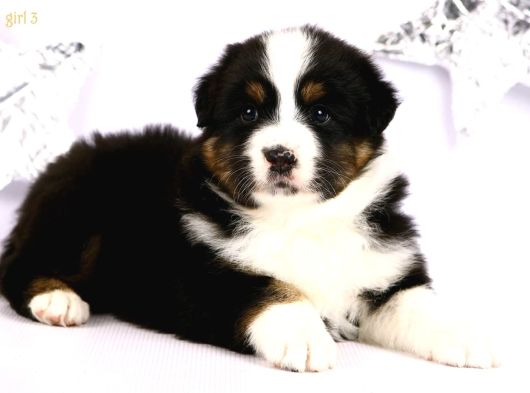 Fcı Secereli Bernese Montain Dog Yavruları