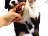 Fcı Secereli Bernese Montain Dog Yavruları