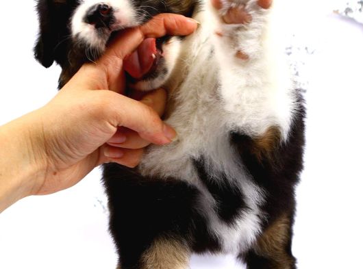 Fcı Secereli Bernese Montain Dog Yavruları görsel