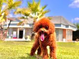 Eşsiz Güzellikte Muhteşem İfade Poodle Yavrularımız