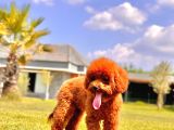Eşsiz Güzellikte Muhteşem İfade Poodle Yavrularımız