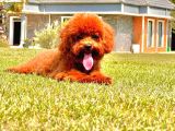 Eşsiz Güzellikte Muhteşem İfade Poodle Yavrularımız