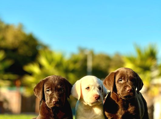 Ruhsatlı Köpek Çiftliğinden Labrador Yavruları görsel