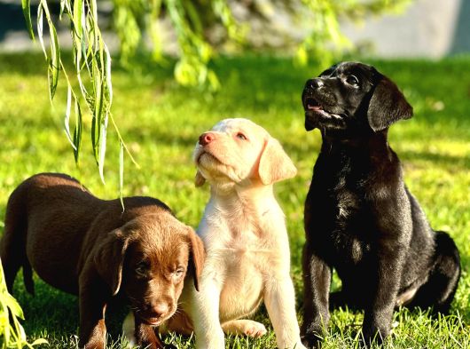 Ruhsatlı Köpek Çiftliğinden Labrador Yavruları görsel