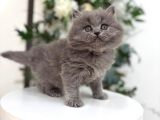 IRK VE SAĞLIK GARANTİLİ BRİTİSH YAVRULARIMIZ
