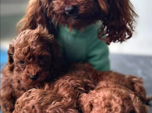 Orji̇nal Kore Poodle Yavrulari Ankara görsel