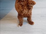 Orji̇nal Kore Poodle Yavrulari Ankara