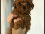Orji̇nal Kore Poodle Yavrulari Ankara