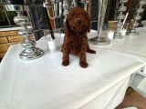 Orji̇nal Kore Poodle Yavrulari Ankara