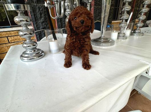 Orji̇nal Kore Poodle Yavrulari Ankara görsel