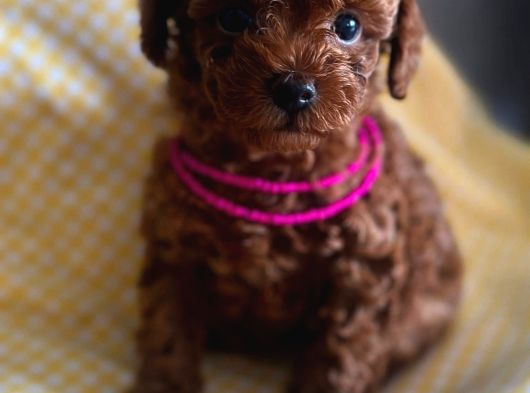Orji̇nal Kore Poodle Yavrulari Ankara görsel